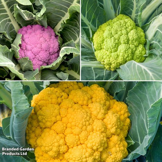 Cauliflower Colour Trio