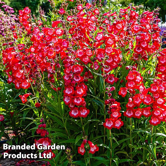 Penstemon 'Ice Cream Collection'