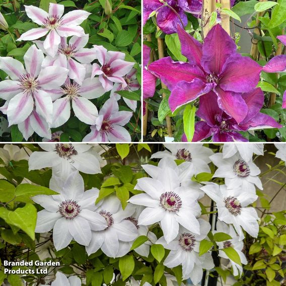 Clematis 'Large-flowered Collection'