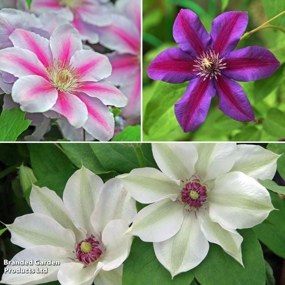 Clematis 'Large-flowered Collection'