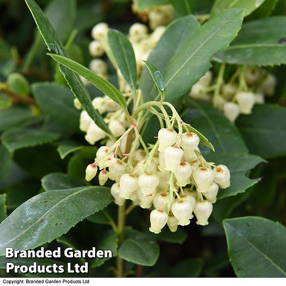 Arbutus unedo 'Compacta'
