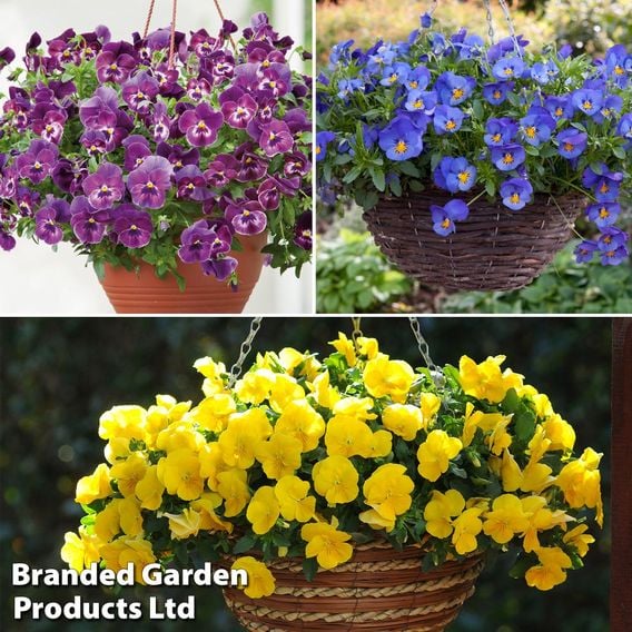 Pansy Coolwave Collection