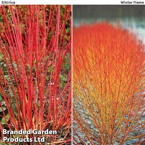 Cornus Winter Duo