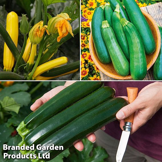 Courgette Collection