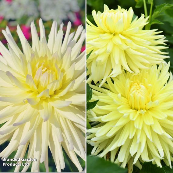 Dahlia Yellow Duo