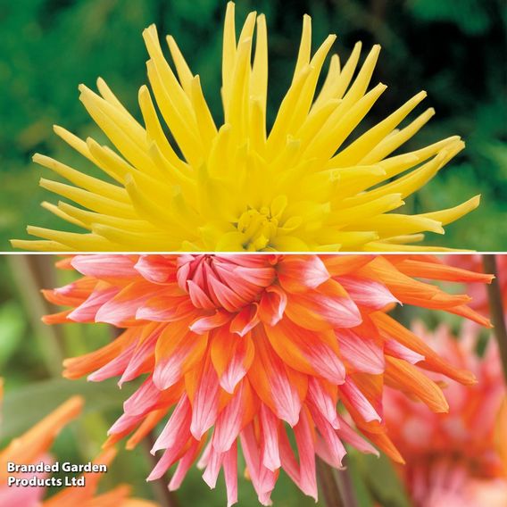 Dahlia Cactus Duo