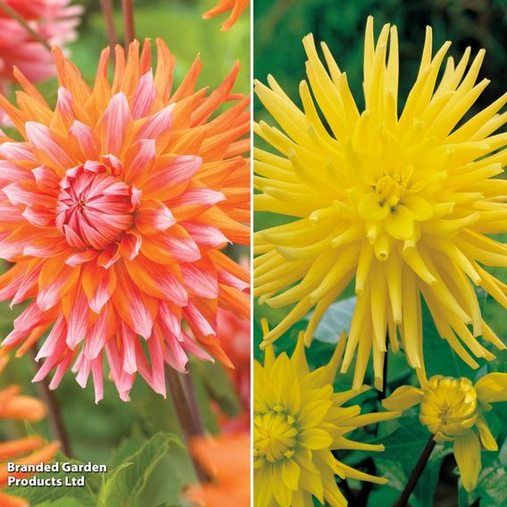 Dahlia Cactus Duo