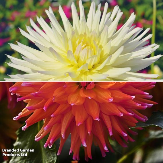 Dahlia Cactus Duo