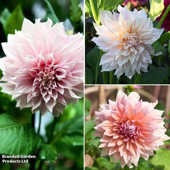 Dahlia Showstopper Trio