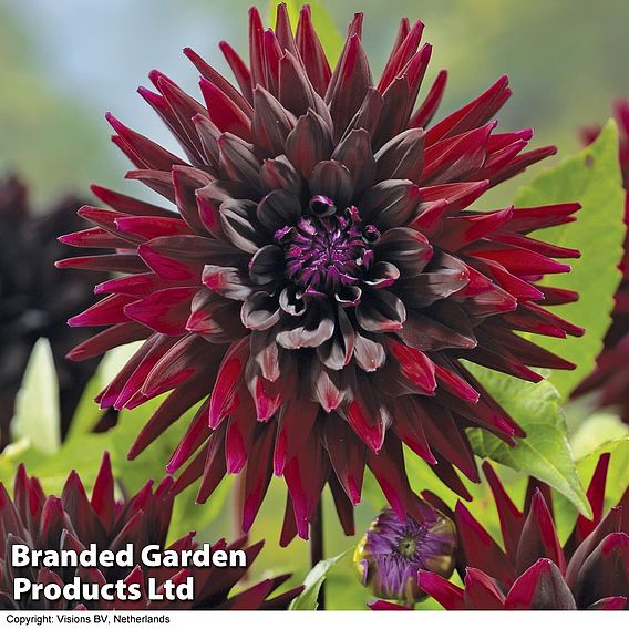 Dahlia 'Nuit d Ete'