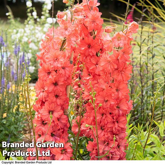 Delphinium 'Red Lark'