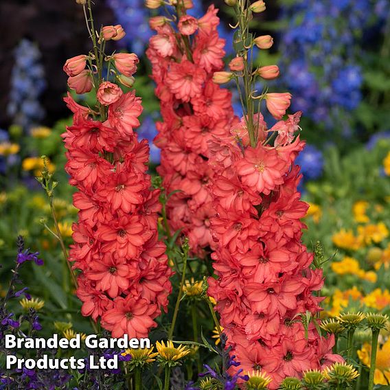 Delphinium 'Red Lark'