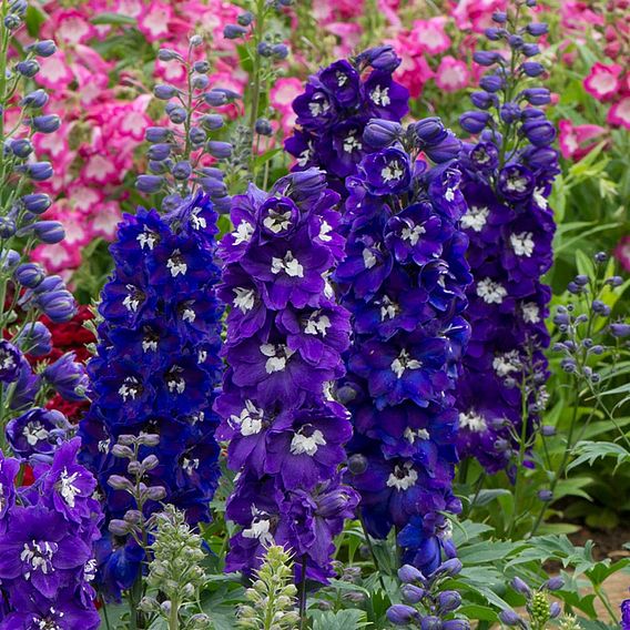 Delphinium Magic Fountains 'Dark Blue Dark Bee'