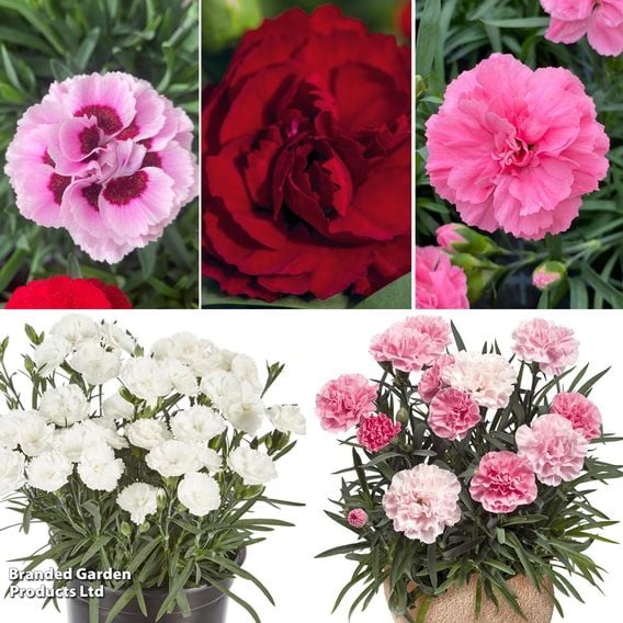 Dianthus 'Sweet Pleasure Collection'