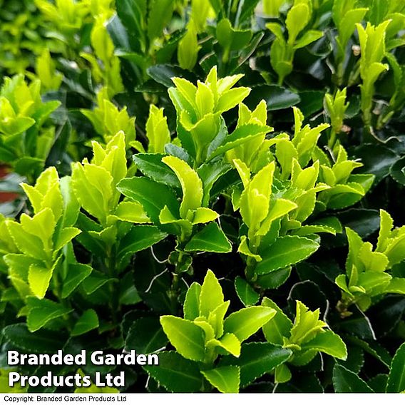 Euonymus japonicus 'Green Spire'