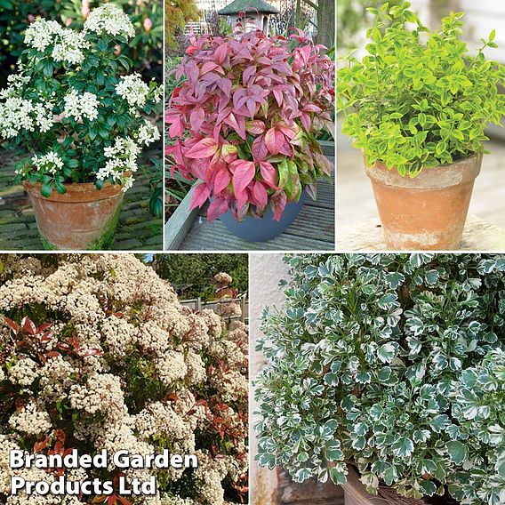 Evergreen Patio Shrub Collection