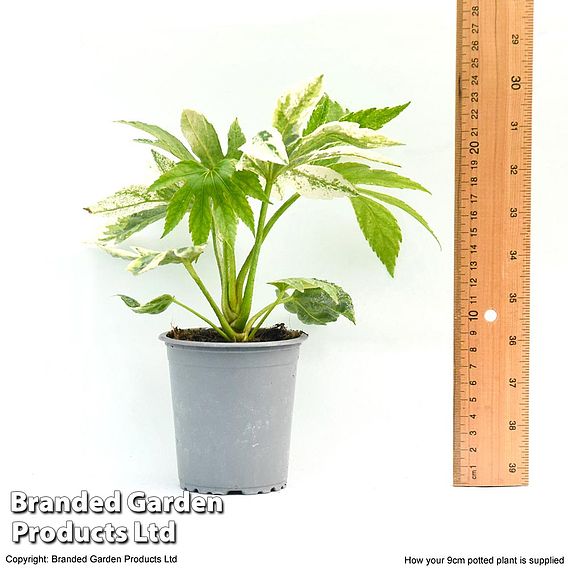 Fatsia japonica 'Spiders Web' (Tsumugi-shibori)