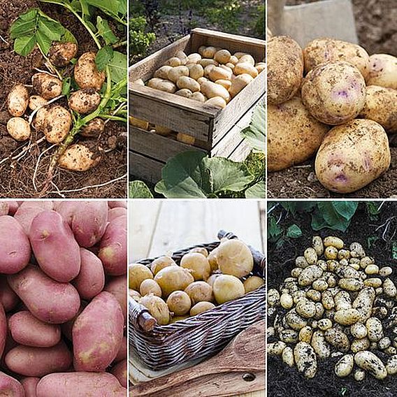 Potato 'Favourites Collection'