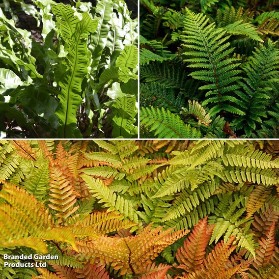 Fern Hardy Collection