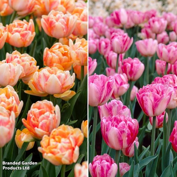 Tulip Foxtrot Collection