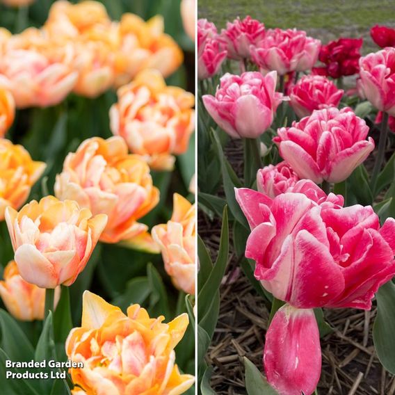 Tulip Foxtrot Collection