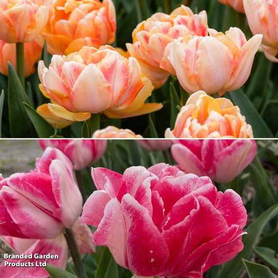 Tulip Foxtrot Collection