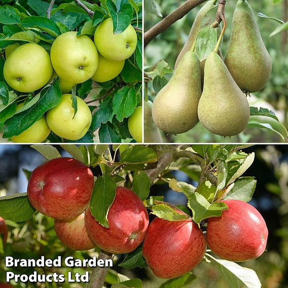 Fruit Tree Trio