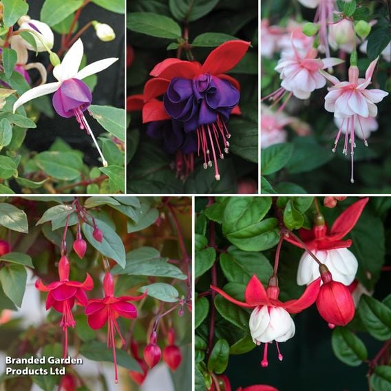 Fuchsia 'Trailing Mixed'