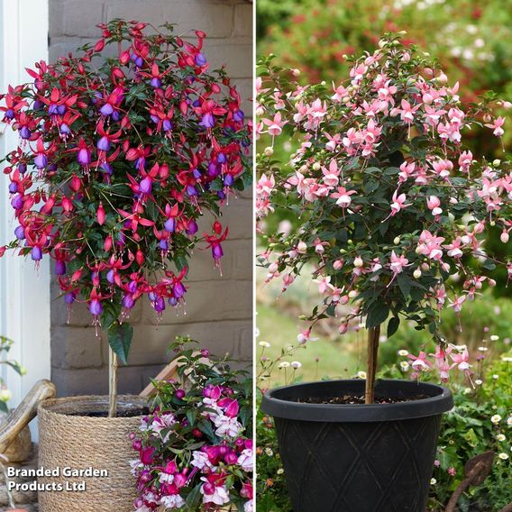 Fuchsia Duo (Hardy Quarter Standard)