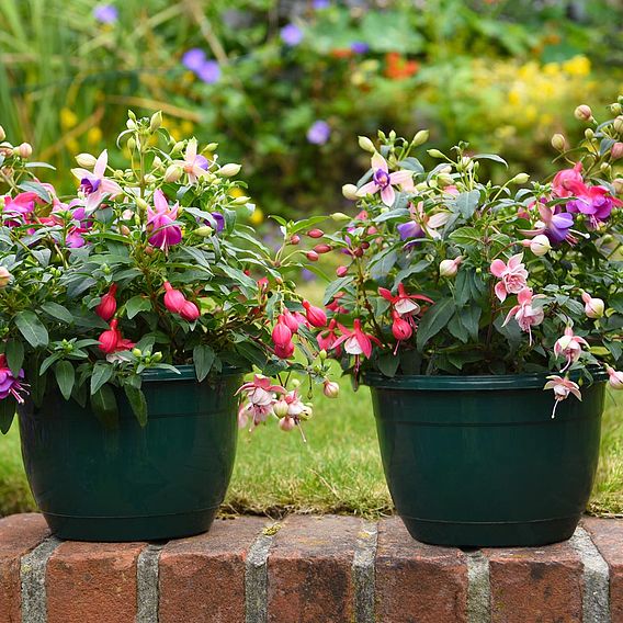 Fuchsia Trailing Pre-Planted Basket