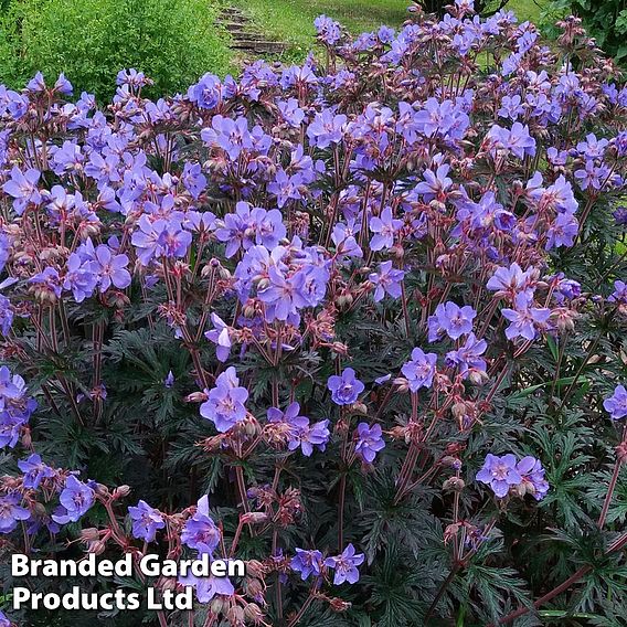 Geranium 'Storm Cloud'