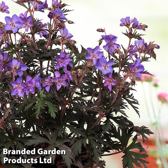 Geranium 'Storm Cloud'