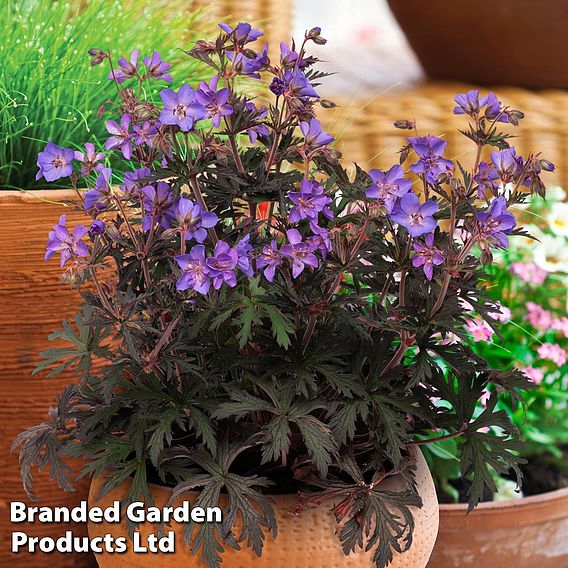 Geranium 'Storm Cloud'