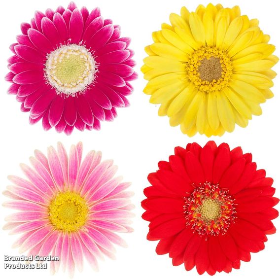 Gerbera garvinea Cheeky Collection