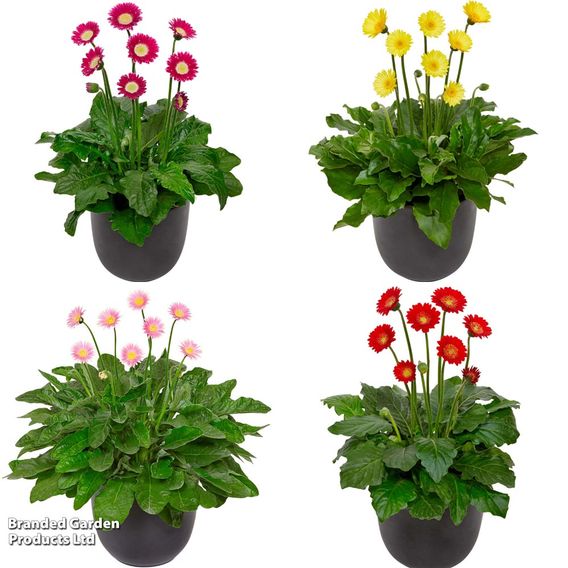Gerbera garvinea Cheeky Collection