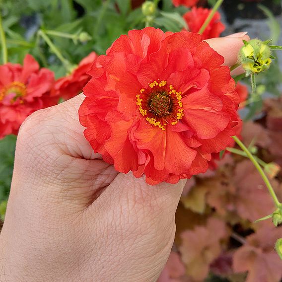 Geum 'Samba Sunset'