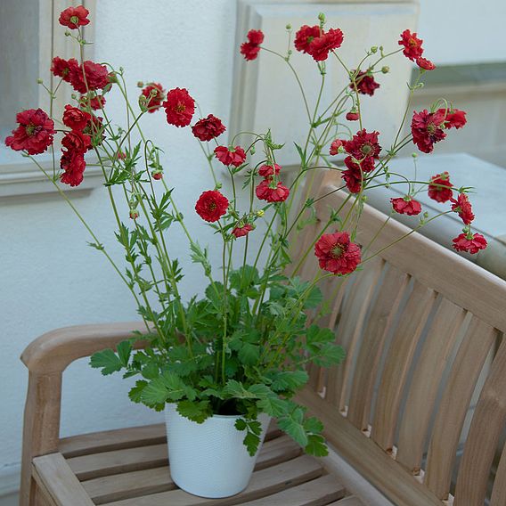 Geum 'Samba Sunset'