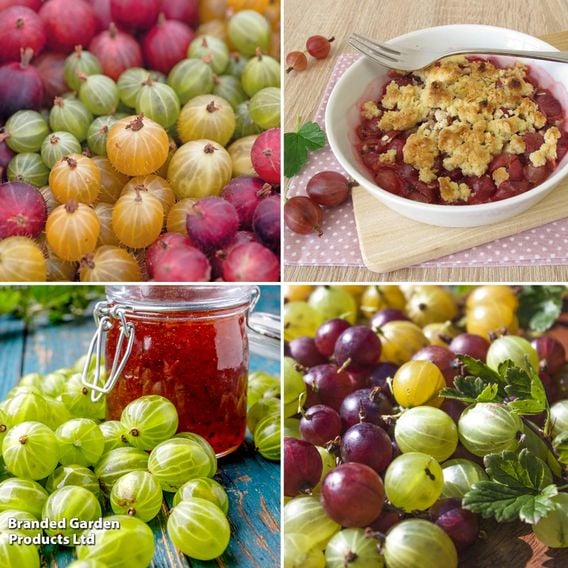 Gooseberry Growers Choice