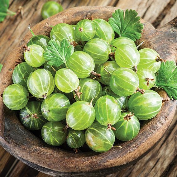 Gooseberry 'Invicta'