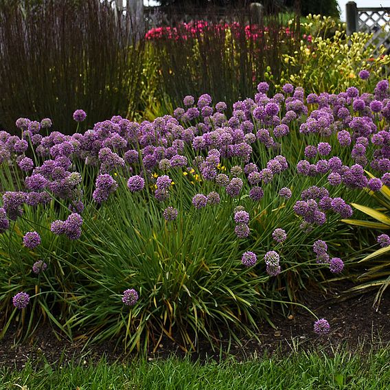 Allium 'Medusa'