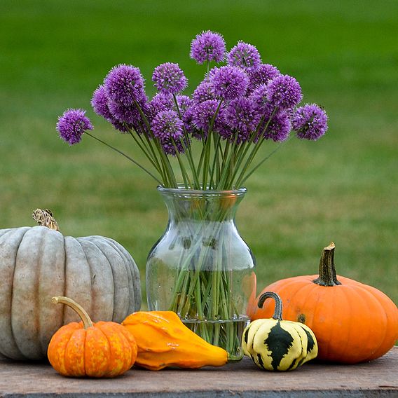 Allium 'Medusa'