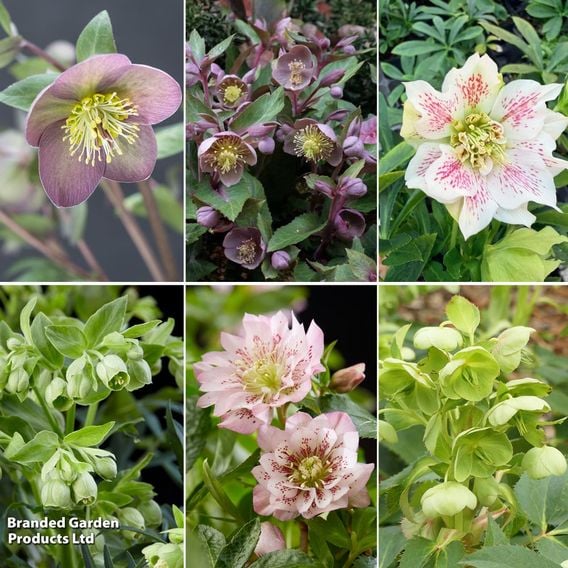 Hellebore Collection