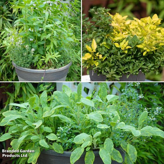 Herb Fusion Collection