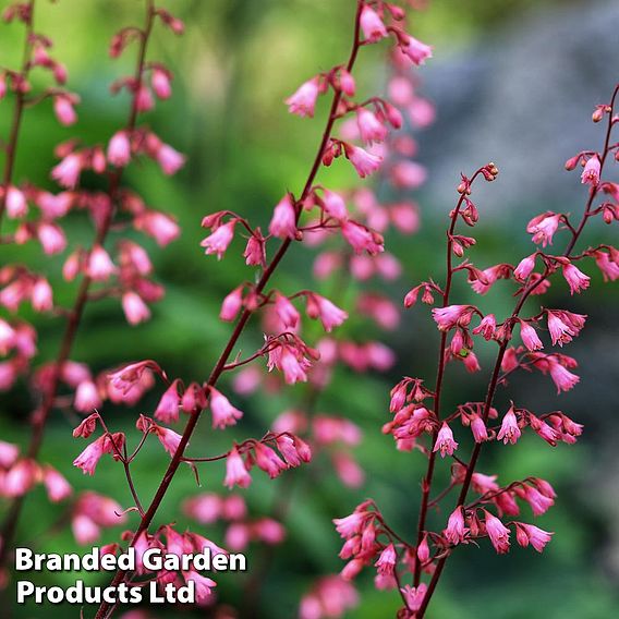 Heuchera Seeds - Bressingham Hybrids