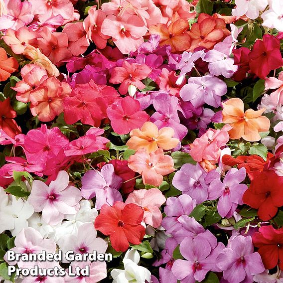 Impatiens 'Super Hybrid Mix' - Seeds