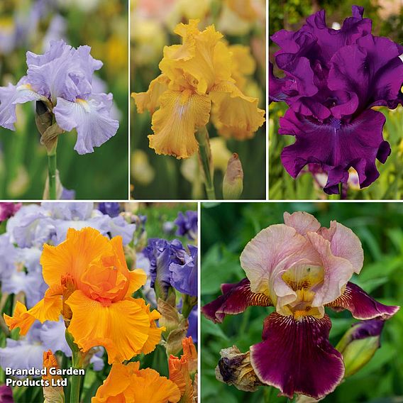 Iris 'Reblooming Collection'