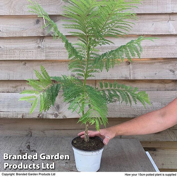 Jacaranda 'Bonsai Blue'