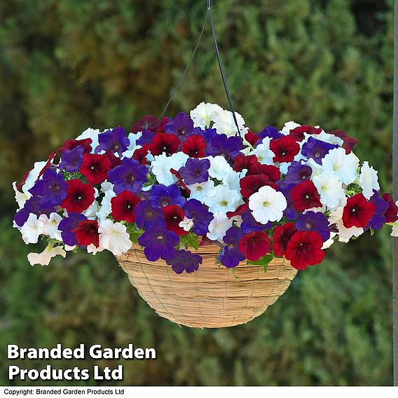 Petunia Royal Jubilee Pre-Planted Hanging Basket