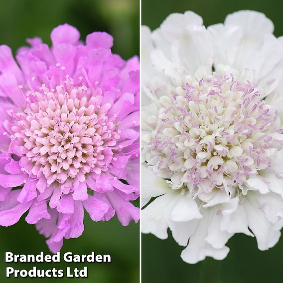 Scabiosa 'Kudos Collection'