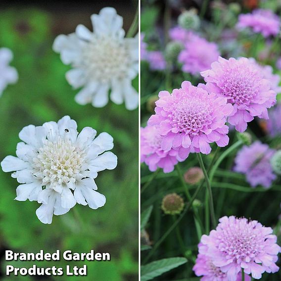 Scabiosa 'Kudos Collection'